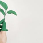 Sustainability - Person's Left Hand Holding Green Leaf Plant