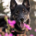 Loyalty Program - Photo of kai, a german shepherd in portland, oregon, usa